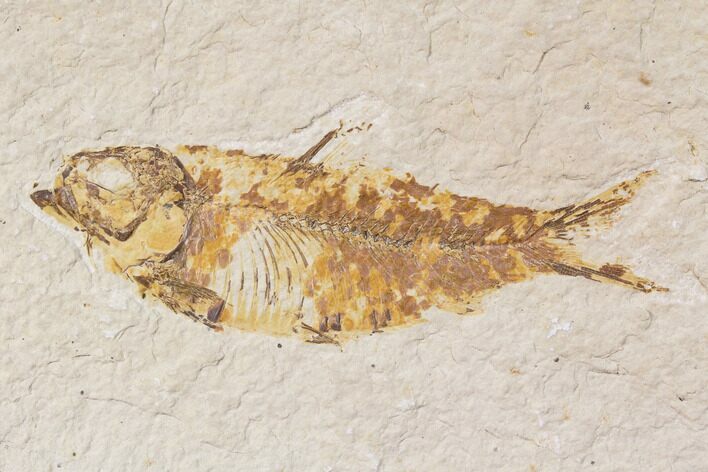 Bargain, Fossil Fish (Knightia) - Wyoming #89162